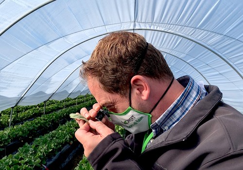 Koppert introduce nuevas estrategias de control biológico en berries, fruto de su experiencia en campo