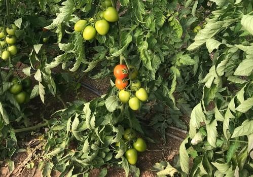 Growing For The Future: cultivo sostenible y eficiente de tomate ¡Un nuevo caso de éxito!