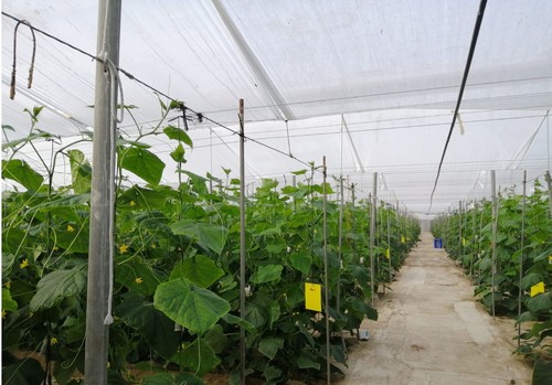 Máxima protección de los cultivos contra el frío con Ulher, el nuevo doble techo de Politiv