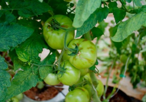Detectan el virus rugoso del tomate (ToBRFV) en “plantas aisladas” de Mazarrón