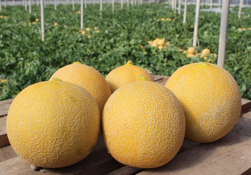 Semillas Fitó mantiene su alto potencial en melón y sandía para Almería con un catálogo completo y renovado