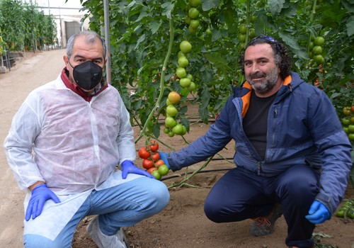 Daimiel, el nuevo tomate rama  de Syngenta que no se raja