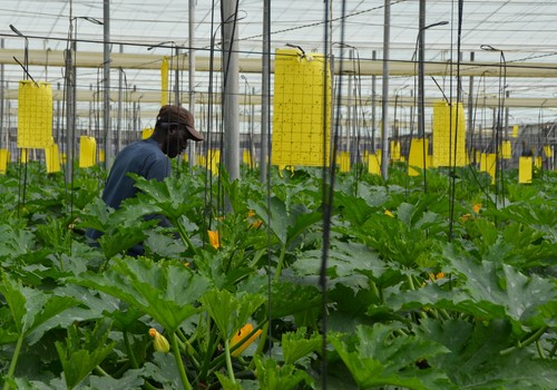 FEPEX opina que la nueva subida del SMI redundará en mayores costes, afectando a la sostenibilidad de las explotaciones hortofrutícolas