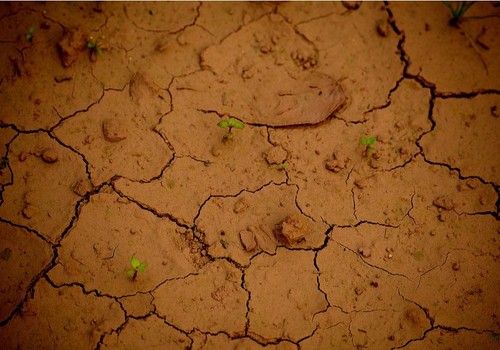 La Mesa de la Sequía crea un grupo permanente de trabajo para el seguimiento del impacto de la escasez de agua en las producciones agrarias