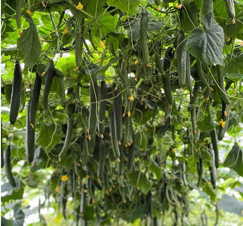 Remo y Sedal, calidad de fruto y alta sanidad de planta en el ciclo tardío de pepino