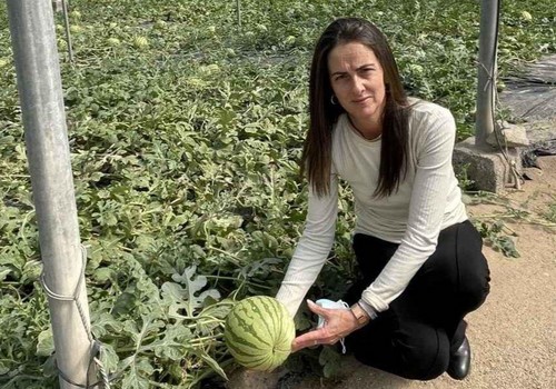 Agricultura inicia las inspecciones de la campaña ‘No Cortes en Verde’ en sandía y melón en colaboración con Hortyfruta
