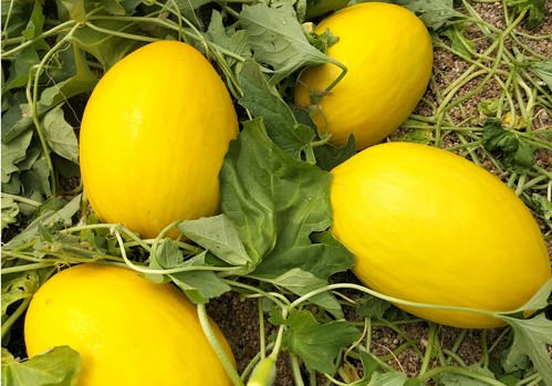 Semillas Fitó lanza Indurain en melón amarillo y Mojacar en galia, dos variedades con alta resistencia a pulgón y oídio con calidad hasta final de ciclo