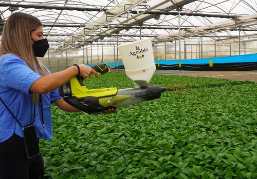 Agrobío avanza en la mejora del control biológico en viveros y semilleros