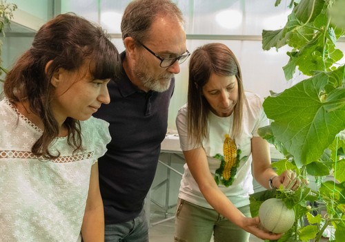 Un estudio identifica tres genes implicados en la maduración del melón