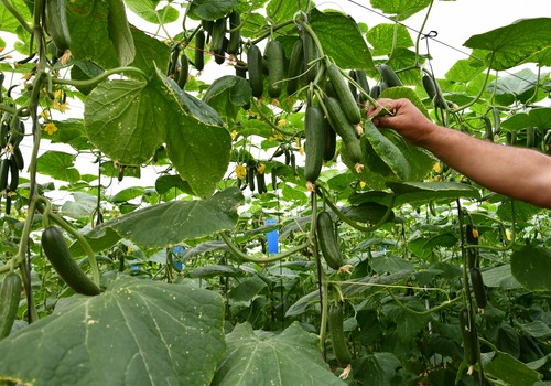 Isidro, de Top Seeds, sigue consolidado como una de las variedades más fiables y productivas de pepino mini en el mercado