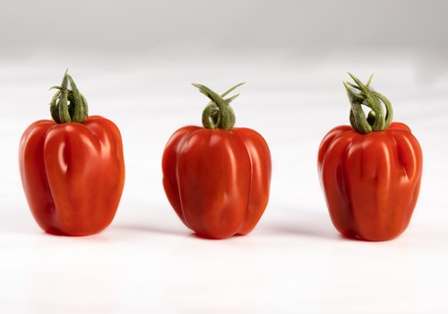 Semillas Fitó presentará en Fruit Attraction el tomate Wabi-Sabi y el melón Little Planet