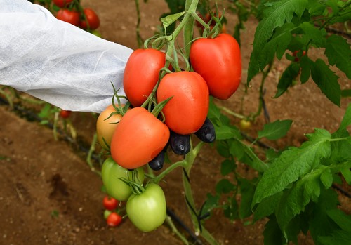 Semillas Fitó incorpora a su porfolio de tomate pera Magneto, un G con consistencia para mercado nacional