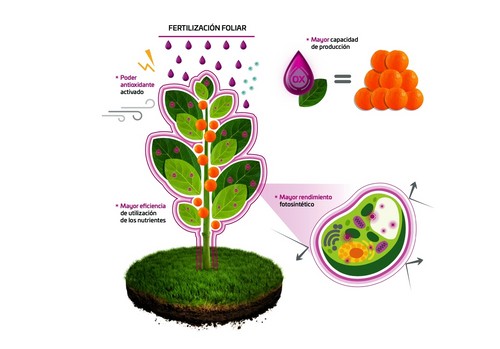 Los fertilizantes foliares TECNIFOL con la tecnología AntiOX ayudan a combatir el estrés oxidativo, aumentando el potencial productivo de los cultivos