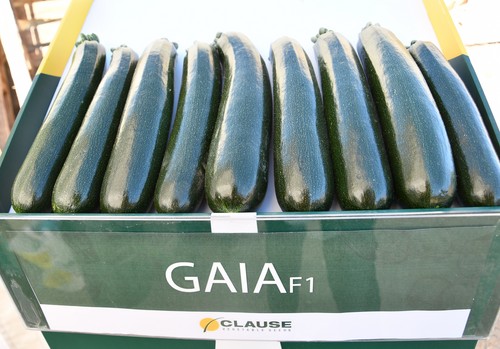 Gaia, calabacín para ciclos de invierno con alta producción y postcosecha