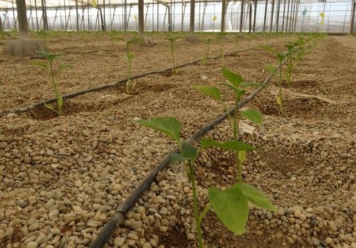 VitalFluid aterriza en Almería para ayudar al control del agua y mejorar la producción agrícola