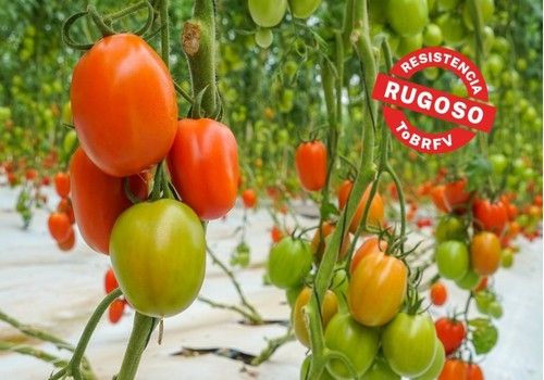BASF | Nunhems® lleva al corazón de Europa su catálogo de tomate contra el ToBRFV