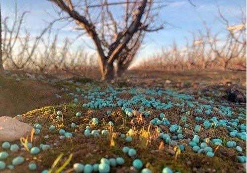 Abonado a la línea portagoteros para mejorar el rendimiento de los frutales