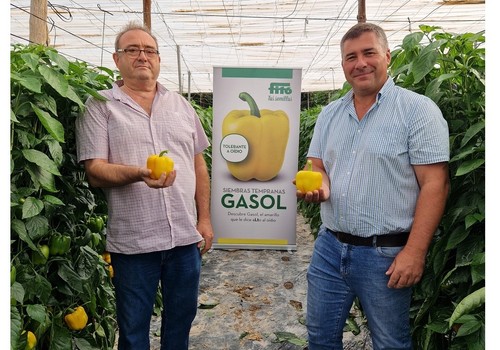 Gasol, el nuevo California amarillo de Semillas Fitó, triunfa por su producción y postcosecha