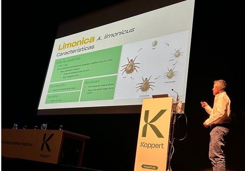 Koppert vence al Thrips Parvispinus con Limonica y Montdo Ulti-Mite