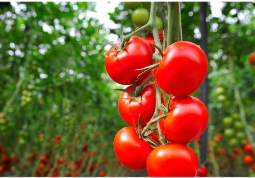 FMC consigue el registro para Benevia® un nuevo insecticida, con la potencia de Cyayzpyr®, para uso foliar en cultivos hortícolas de invernadero