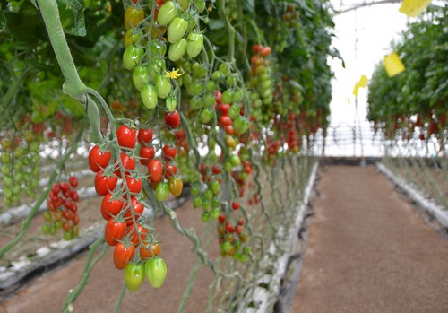 Aumento en hasta un 20% de los grados Brix y mejora en la firmeza y peso del fruto en tomate Angelle