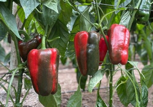 Los lamuyos de Meridiem Seeds, sinónimo de calidad