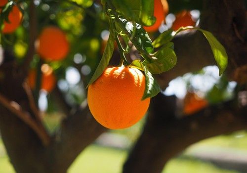 Andalucía producirá el 50% de la naranja en España en la campaña 2025-2026