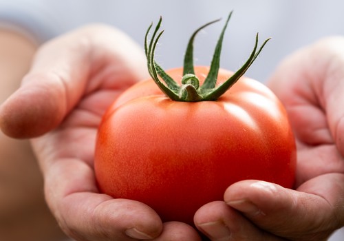 BASF | Nunhems extiende la resistencia a todas las tipologías de tomate