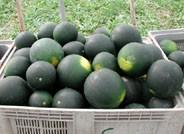 Antonio Cano, comercial de Agroejido, S. A.: “mejora la demanda de melón y sandía para mercados de exportación en los últimos días”
