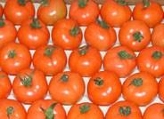 El tomate almeriense se vende hoy a la mitad del precio de hace un año