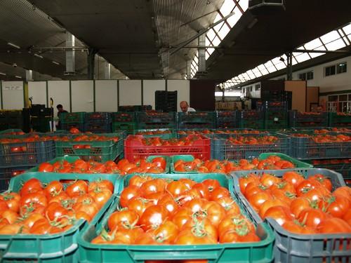 El precio del tomate se cuadruplica y el del pimiento se triplica del campo a la mesa en enero