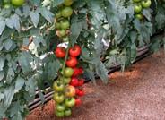 El tomate ramo sigue sin superar los 0,30 euros el kilo