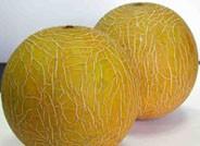 El precio del melón Galia cae debido al aumento de volúmenes en origen