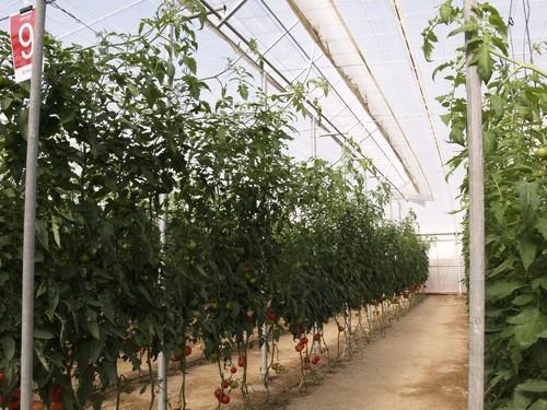 Los precios de las principales hortalizas y el tomate no cubren los costes de producción
