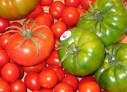 El tomate mejora su cotización, con el daniela como el más destacado estos últimos días