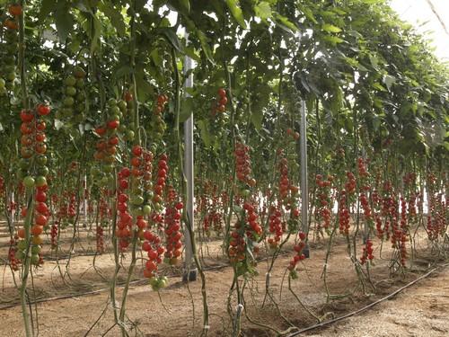 El tomate mantiene precios aceptables gracias al aumento de las exportaciones a Centroeuropa