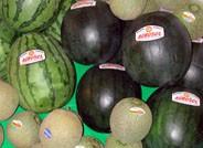 Las primeras partidas de melón y sandía comienzan a venderse entre 0,60 y 0,80 euros el kilo