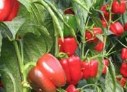 Pimiento y tomate, en todos sus tipos, siguen subiendo de precio una semana más