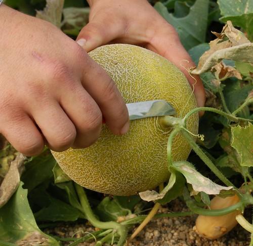 Las primeras partidas de melón galia alcanzan los 0,70 euros el kilo
