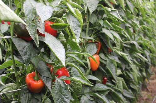 Bajada generalizada de los precios hortofrutícolas en el campo almeriense