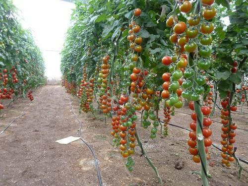 El precio medio ponderado del tomate cherry se incrementa un 46% en la campaña 2016/2017
