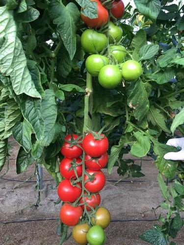 Buena semana para el tomate que experimenta una subida generalizada de precios