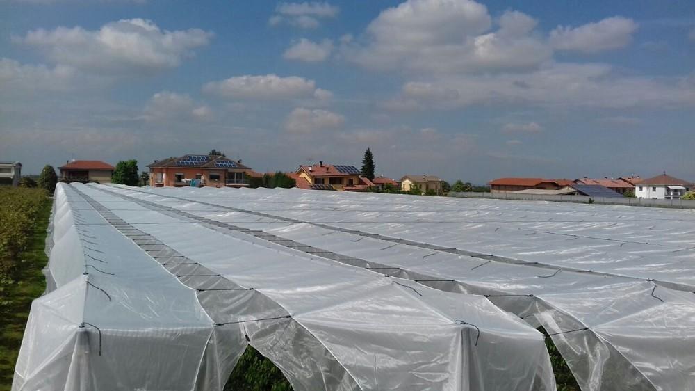 La solución verde de Arrigoni contra lluvias excesivas e insectos en el cultivo de cerezas