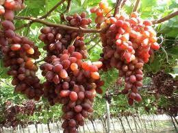 Murcia promociona el sector de la uva de mesa en China y Vietnam