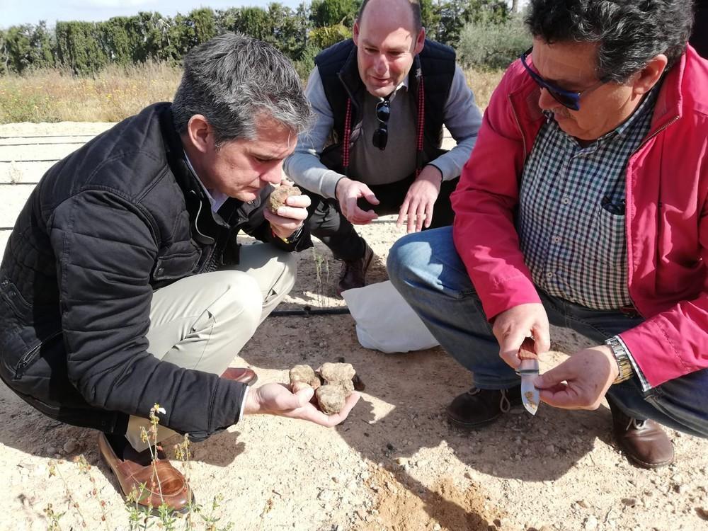 Las zonas de secano de la Región aumentan su rentabilidad con el cultivo de la trufa del desierto