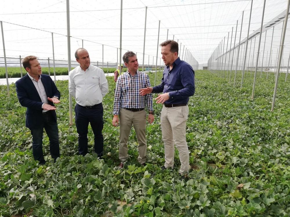 Arranca la recolección de las variedades extra tempranas de melón en la Región de Murcia