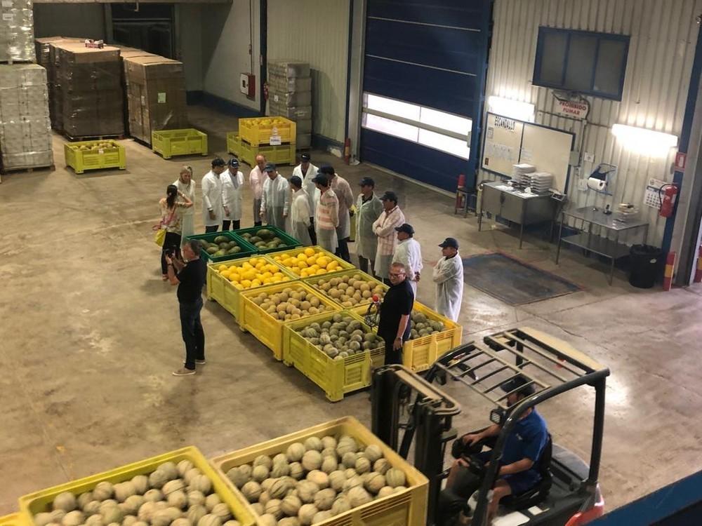 Murcia prevé una producción de 208.000 toneladas de melón en esta campaña