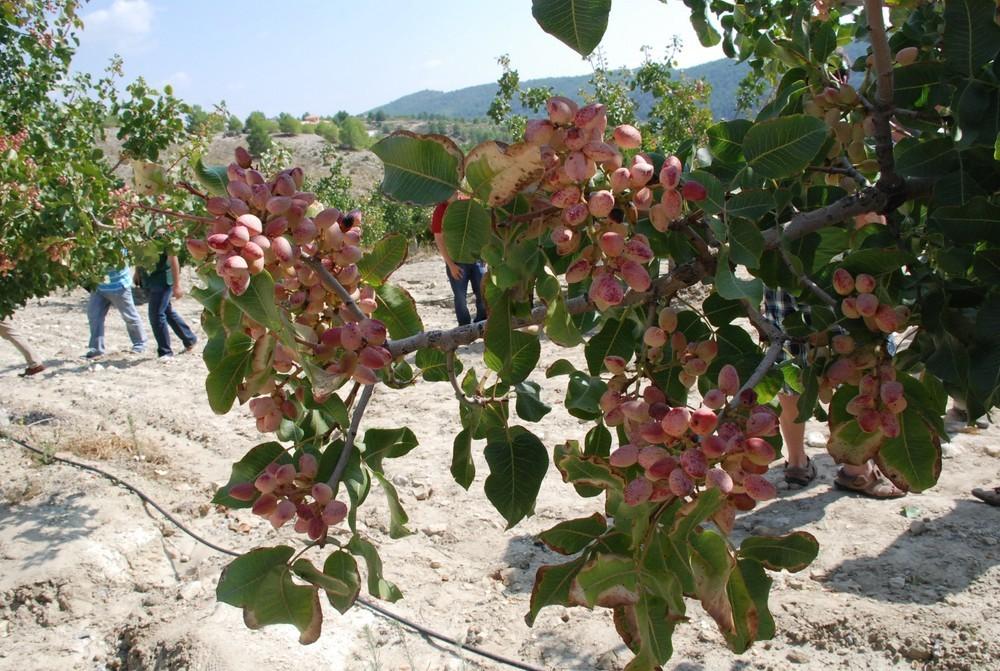 Agricultura muestra la rentabilidad del cultivo del pistacho tras cinco años de ensayos en una finca experimental del Noroeste
