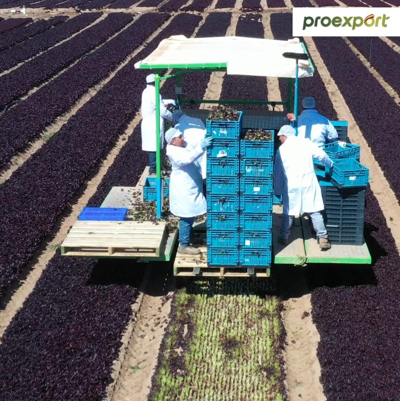 Empresas de Proexport aportan 3 millones de kilos anuales de hortalizas y frutas a entidades sociales