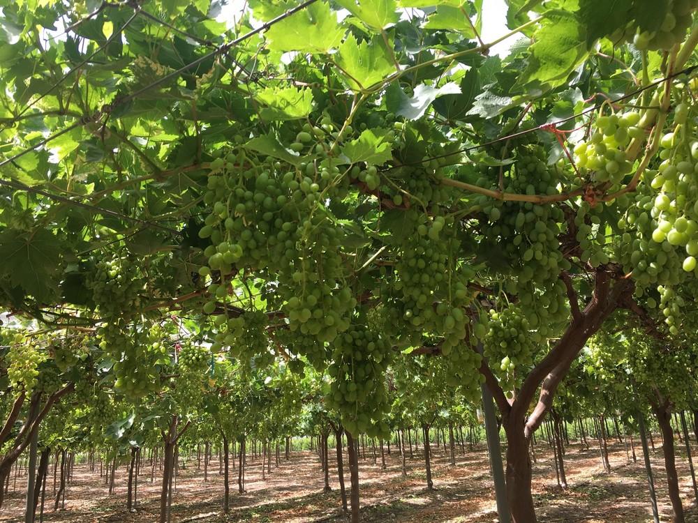 Vellsam aumenta a hasta 28 toneladas por hectárea la producción de uva de mesa en un ensayo en Jumilla